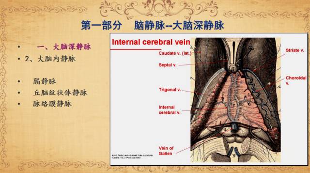 【PPT】脑静脉系统解剖