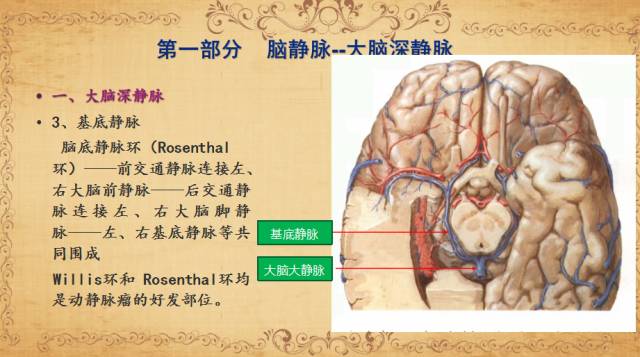 【PPT】脑静脉系统解剖