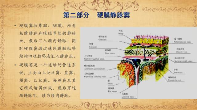 【PPT】脑静脉系统解剖