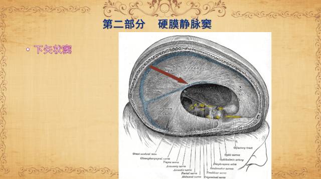【PPT】脑静脉系统解剖