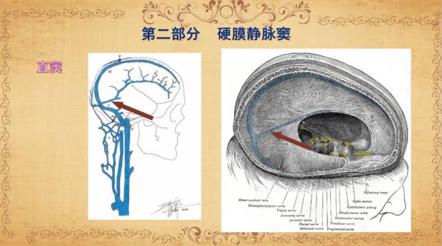 【PPT】脑静脉系统解剖