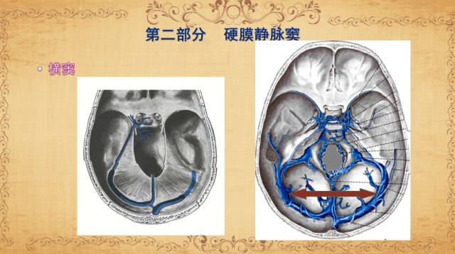 【PPT】脑静脉系统解剖