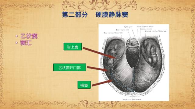 【PPT】脑静脉系统解剖