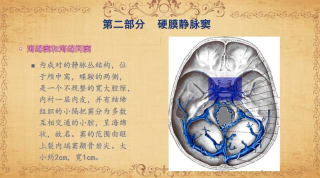 【PPT】脑静脉系统解剖