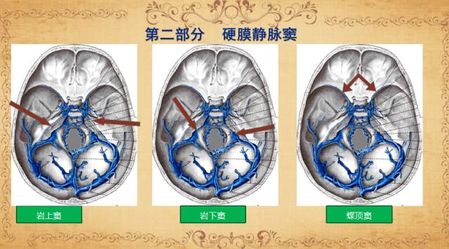 【PPT】脑静脉系统解剖