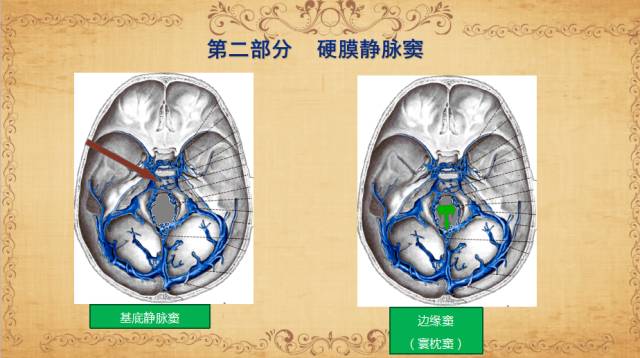 【PPT】脑静脉系统解剖