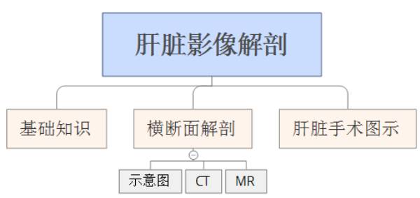 肝脏解剖分段图解 肝脏解剖分段图解