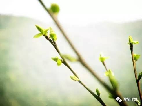 【书摘】“树芽征”的鉴别诊断