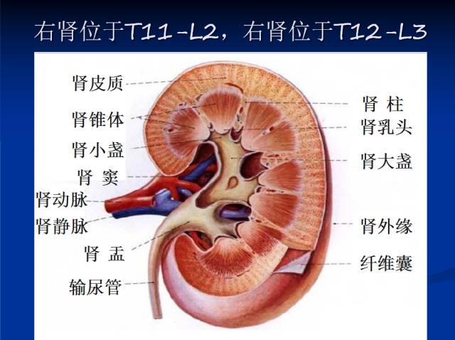 【PPT】泌尿系先天性发育异常的CT诊断