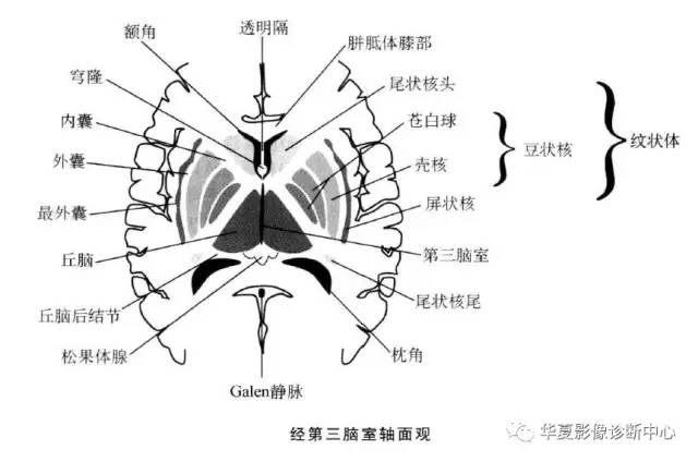值得收藏的基底节及周围区域解剖详图