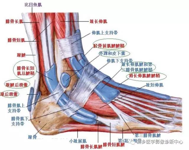 足部有多少腱鞘和滑囊？
