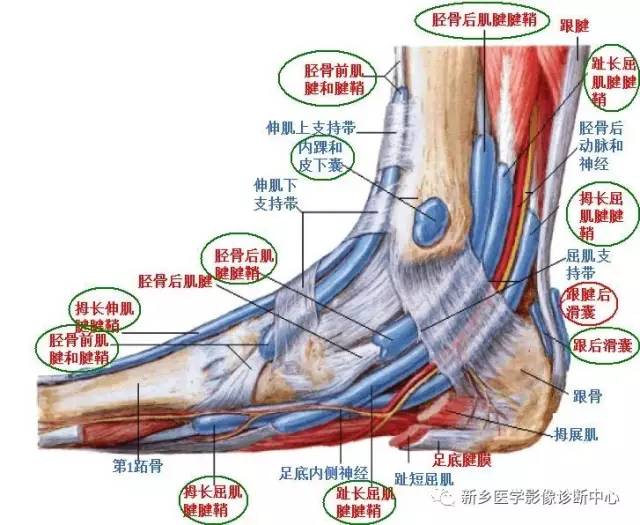 足部有多少腱鞘和滑囊？