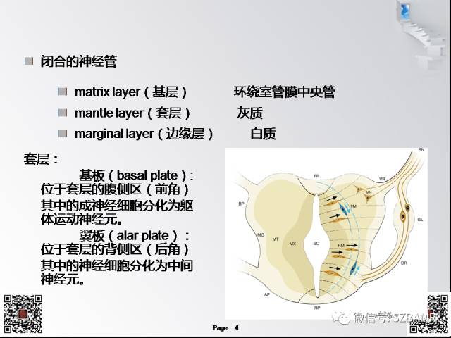 【PPT】脊髓的解剖与临床综合征