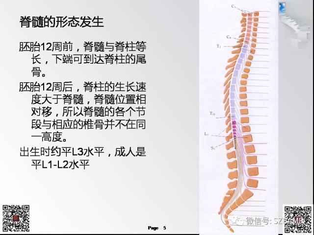 【PPT】脊髓的解剖与临床综合征