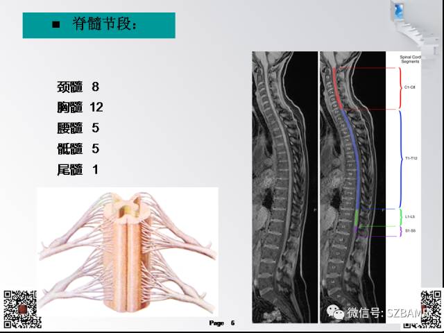 【PPT】脊髓的解剖与临床综合征