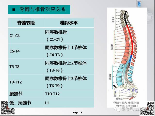 【PPT】脊髓的解剖与临床综合征