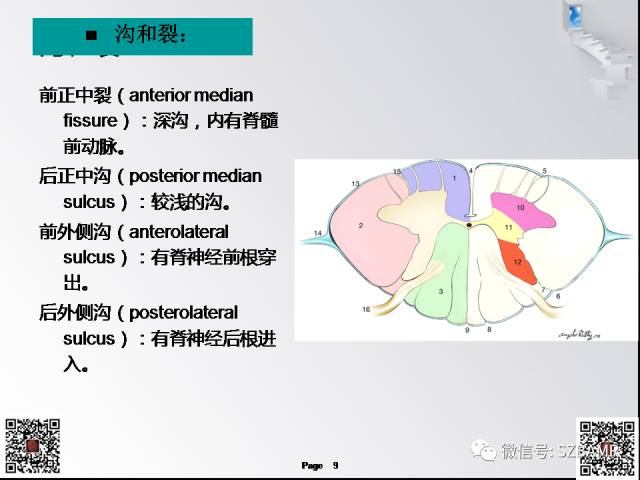 【PPT】脊髓的解剖与临床综合征