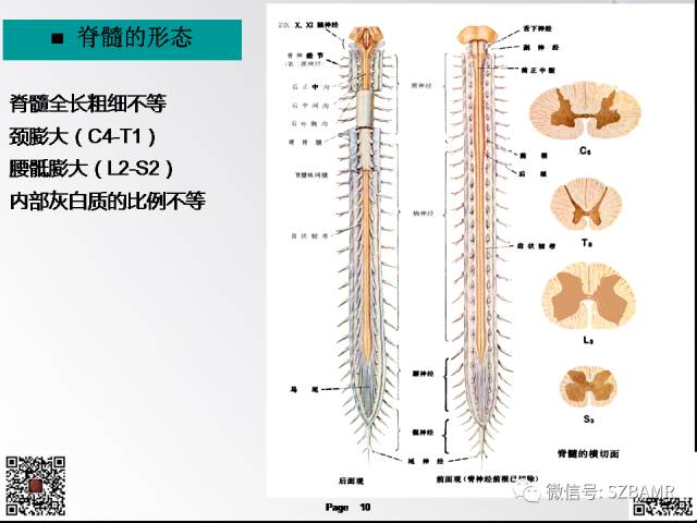 【PPT】脊髓的解剖与临床综合征