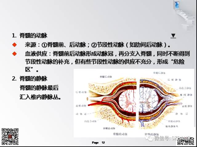 【PPT】脊髓的解剖与临床综合征