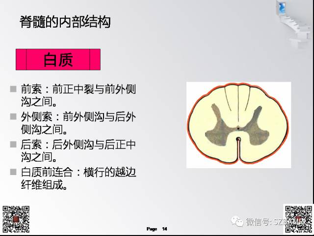 【PPT】脊髓的解剖与临床综合征