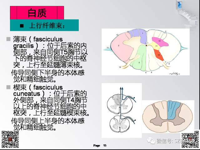 【PPT】脊髓的解剖与临床综合征