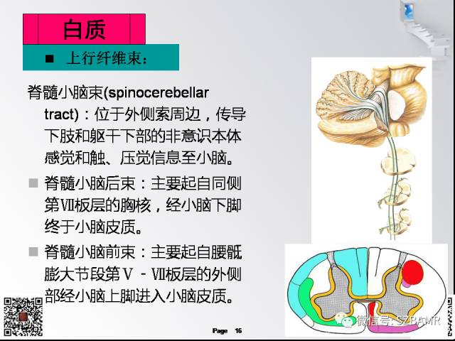【PPT】脊髓的解剖与临床综合征