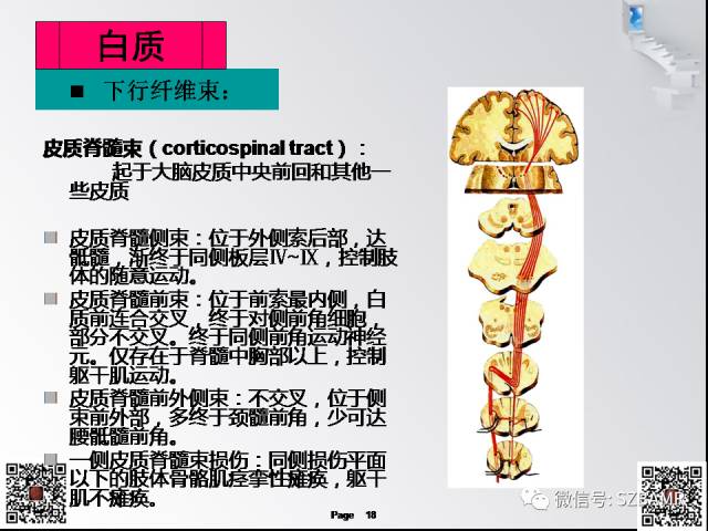 【PPT】脊髓的解剖与临床综合征