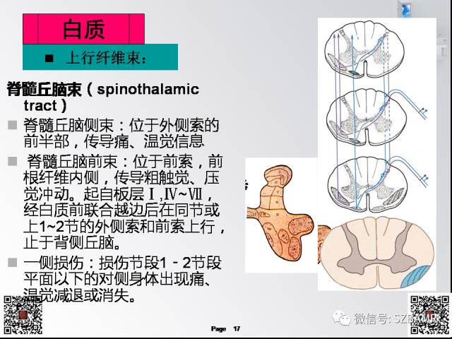 【PPT】脊髓的解剖与临床综合征