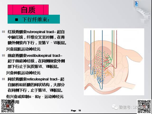 【PPT】脊髓的解剖与临床综合征