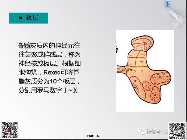 【PPT】脊髓的解剖与临床综合征
