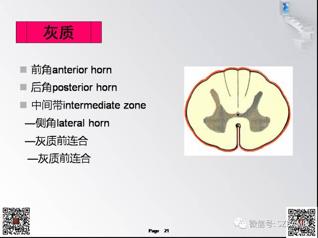 【PPT】脊髓的解剖与临床综合征