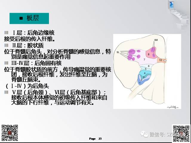【PPT】脊髓的解剖与临床综合征