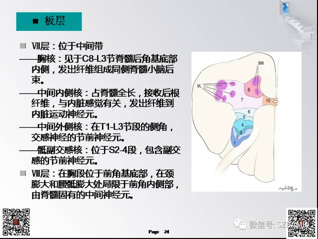 【PPT】脊髓的解剖与临床综合征