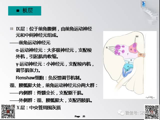 【PPT】脊髓的解剖与临床综合征