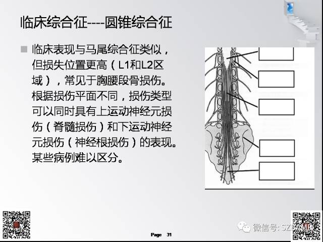 【PPT】脊髓的解剖与临床综合征