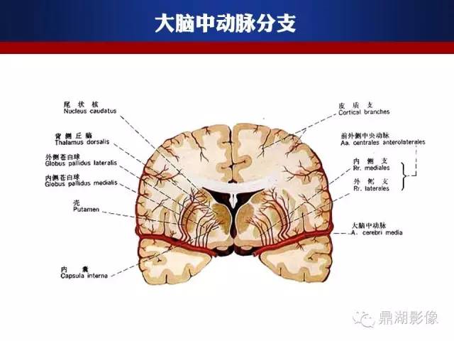颅内动脉解剖详解