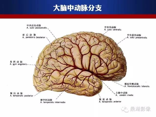 颅内动脉解剖详解
