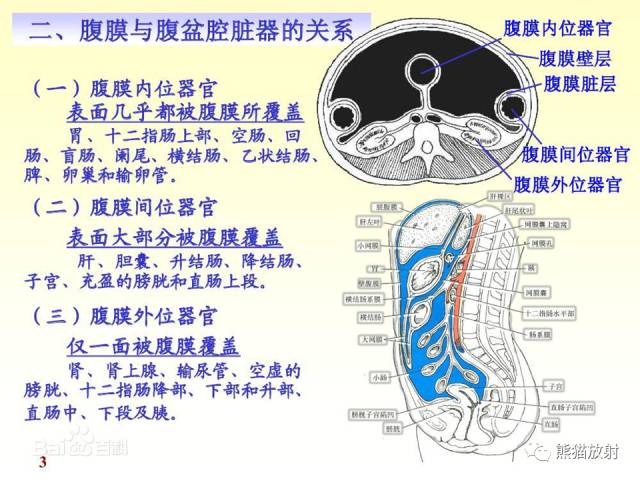【解剖】腹膜及腹膜腔(经典讲解汇总) 【解剖】腹膜及腹膜腔(经典讲解汇总)