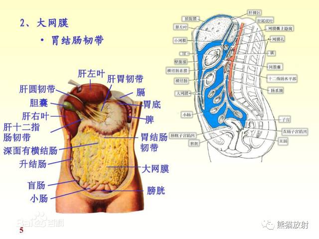 【解剖】腹膜及腹膜腔(经典讲解汇总) 【解剖】腹膜及腹膜腔(经典讲解汇总)