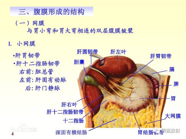 【解剖】腹膜及腹膜腔(经典讲解汇总) 【解剖】腹膜及腹膜腔(经典讲解汇总)