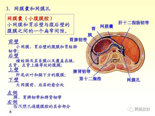 【解剖】腹膜及腹膜腔(经典讲解汇总) 【解剖】腹膜及腹膜腔(经典讲解汇总)