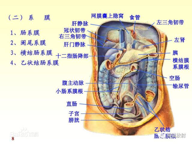 【解剖】腹膜及腹膜腔(经典讲解汇总) 【解剖】腹膜及腹膜腔(经典讲解汇总)