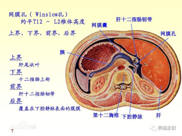 【解剖】腹膜及腹膜腔(经典讲解汇总) 【解剖】腹膜及腹膜腔(经典讲解汇总)