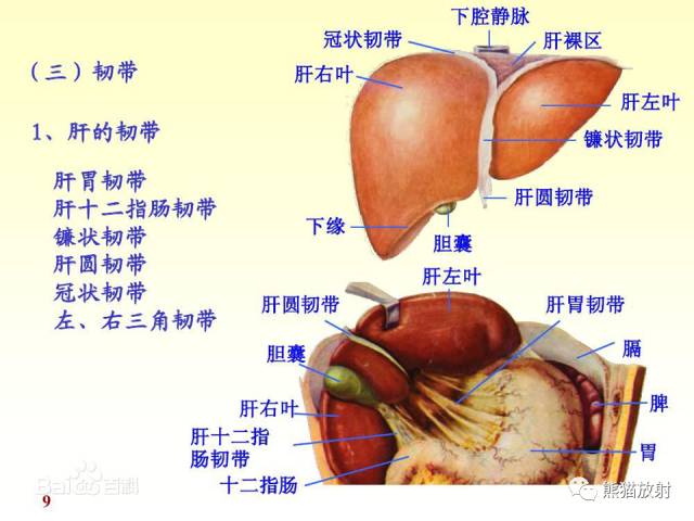 【解剖】腹膜及腹膜腔(经典讲解汇总) 【解剖】腹膜及腹膜腔(经典讲解汇总)