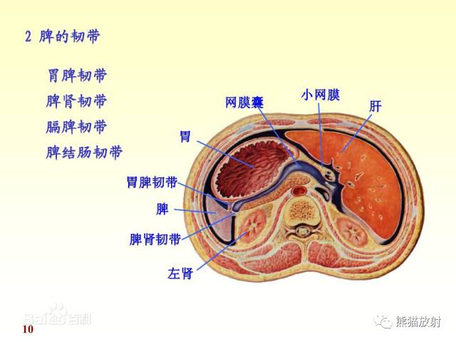 【解剖】腹膜及腹膜腔(经典讲解汇总) 【解剖】腹膜及腹膜腔(经典讲解汇总)
