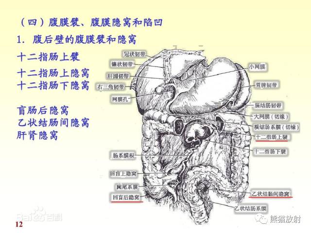 【解剖】腹膜及腹膜腔(经典讲解汇总) 【解剖】腹膜及腹膜腔(经典讲解汇总)