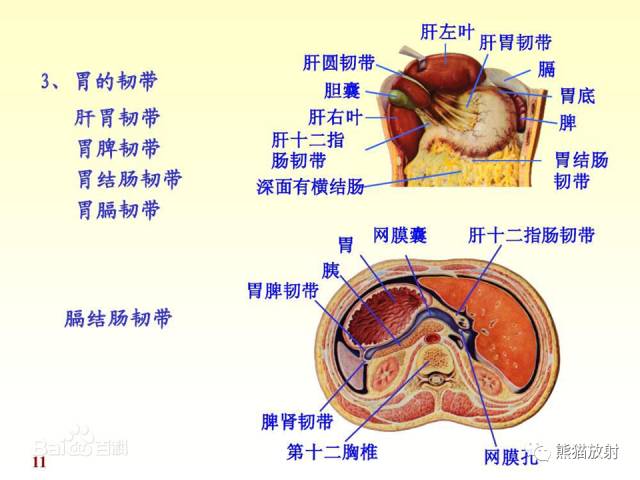 【解剖】腹膜及腹膜腔(经典讲解汇总) 【解剖】腹膜及腹膜腔(经典讲解汇总)