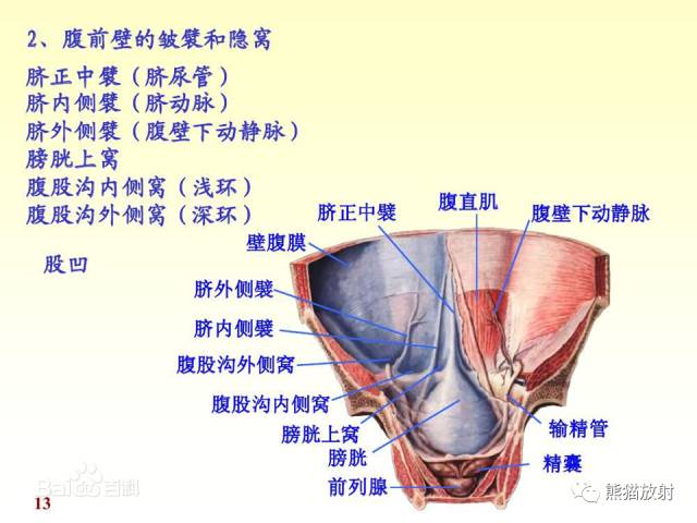 【解剖】腹膜及腹膜腔(经典讲解汇总) 【解剖】腹膜及腹膜腔(经典讲解汇总)