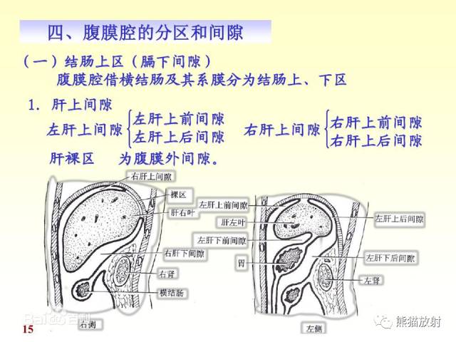 【解剖】腹膜及腹膜腔(经典讲解汇总) 【解剖】腹膜及腹膜腔(经典讲解汇总)