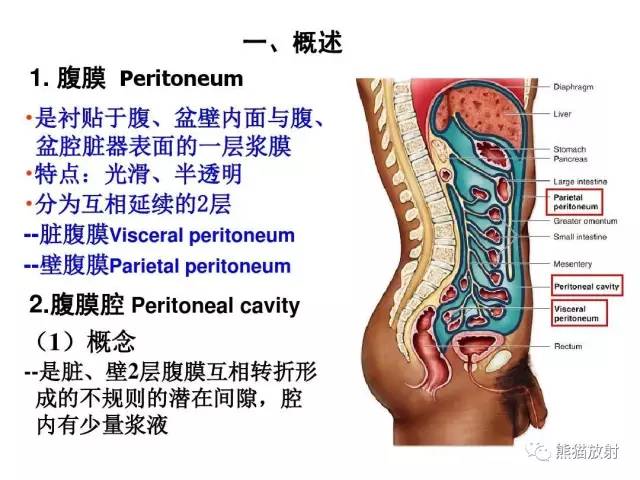 【解剖】腹膜及腹膜腔(经典讲解汇总) 【解剖】腹膜及腹膜腔(经典讲解汇总)